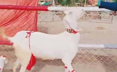 Gulabi Bakri Our 3 Bacchon Ka Sath For Sale/03226643435)