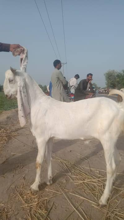 GULLABO BAKRA BEHTREEN NASAL