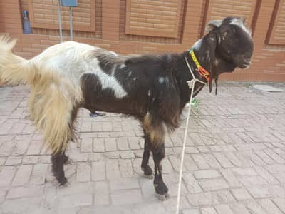 Bakra For Sale