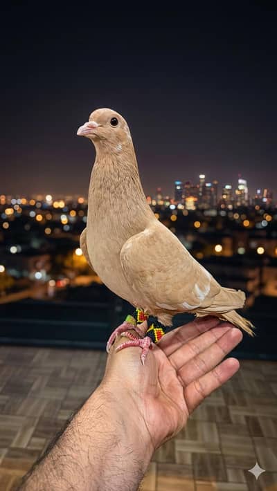 Hand tame pigeon for sale