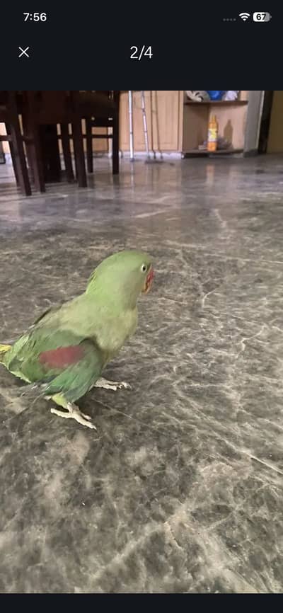 Parrots