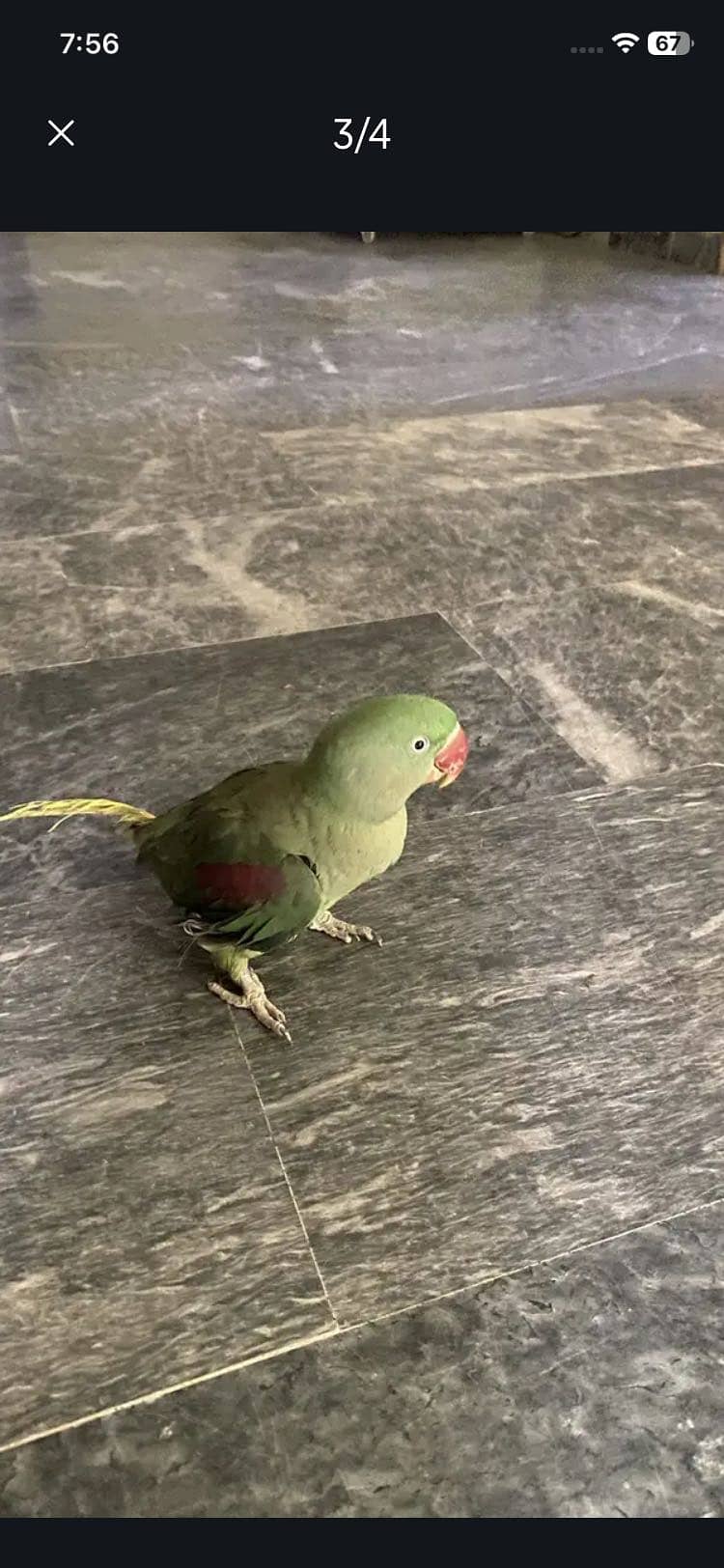 Parrots 1