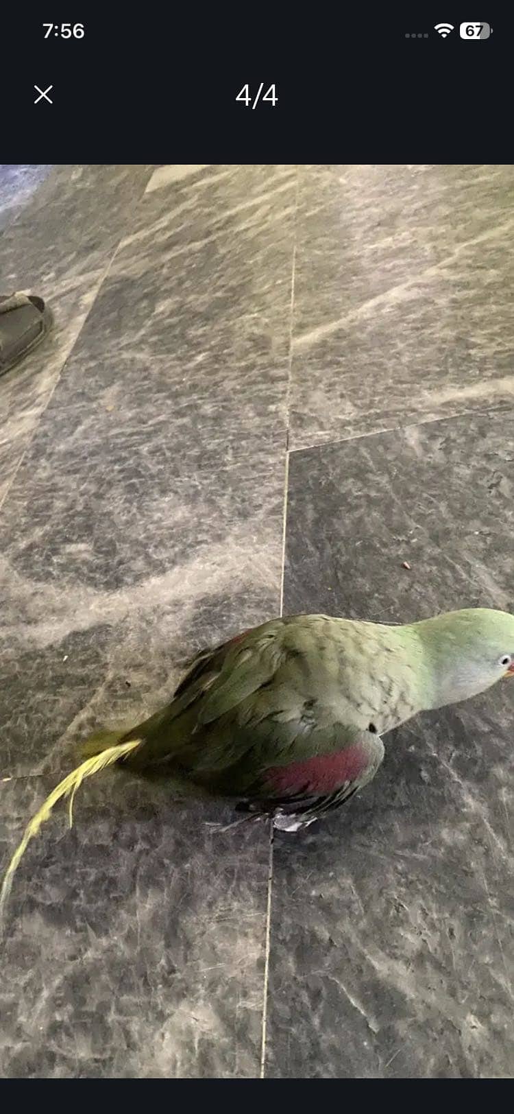 Parrots 2