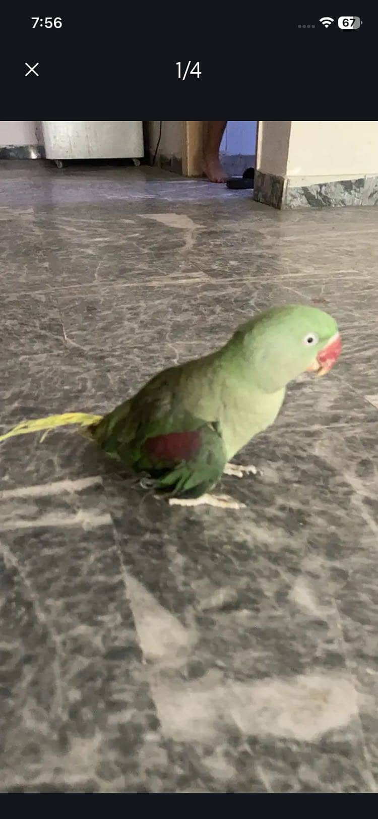 Parrots 3