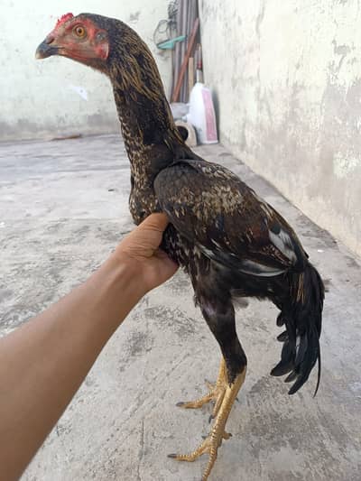 aseel 2 male and 1 female for sell and exchange