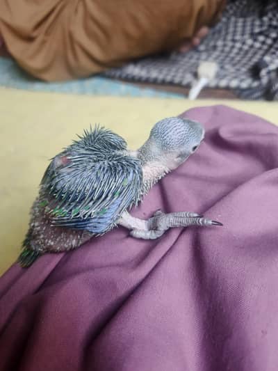 Green talking parrot with 21 days age