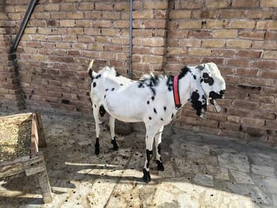 qurbani ka bakra