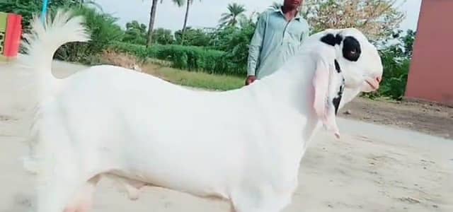 Gulabi Bakra Qurbani vala for Sale Call /03201579113