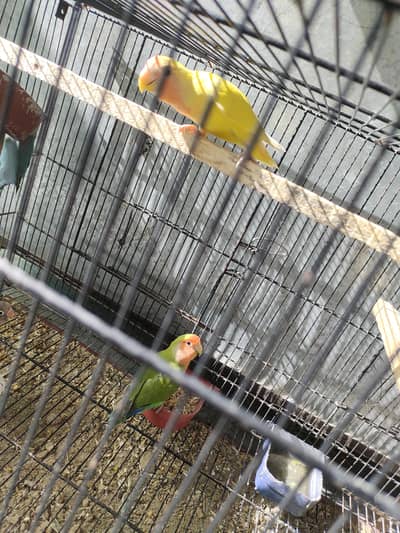 love birds