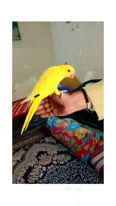 YELOW RINGNECK