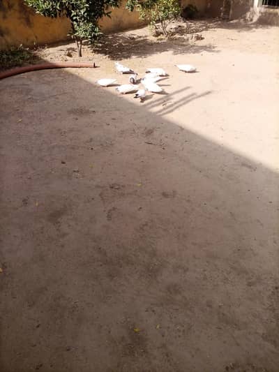 Pigeon for sale