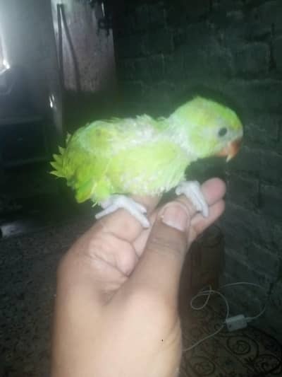 Green parrot Baty katny wake