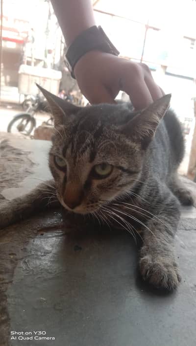 pet cat