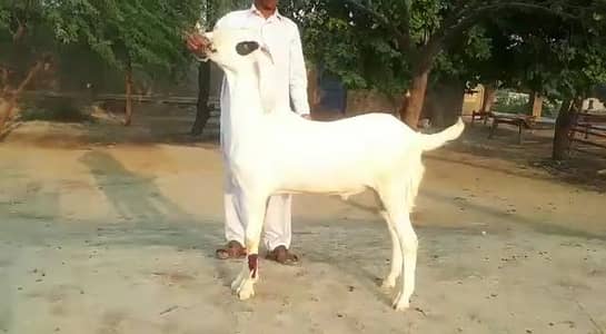 gulabi Bakra for sale 03327415379