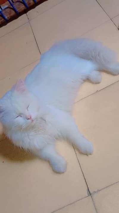 PERSIAN LONG COAT MALE CAT