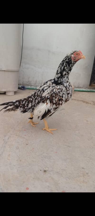 Aseel mainwali hens for sale