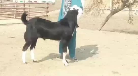 desi Bakra for Sale Mashallah Call  03481743426