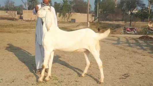 gulabi Bakra for Sale Mashallah Call  03327415379