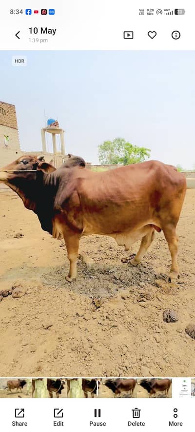 qurbani ka janwar