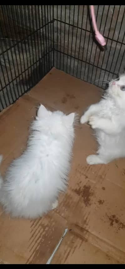 Male for sale . High quality triple cot