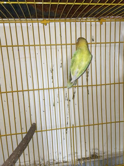 Breeder Pair