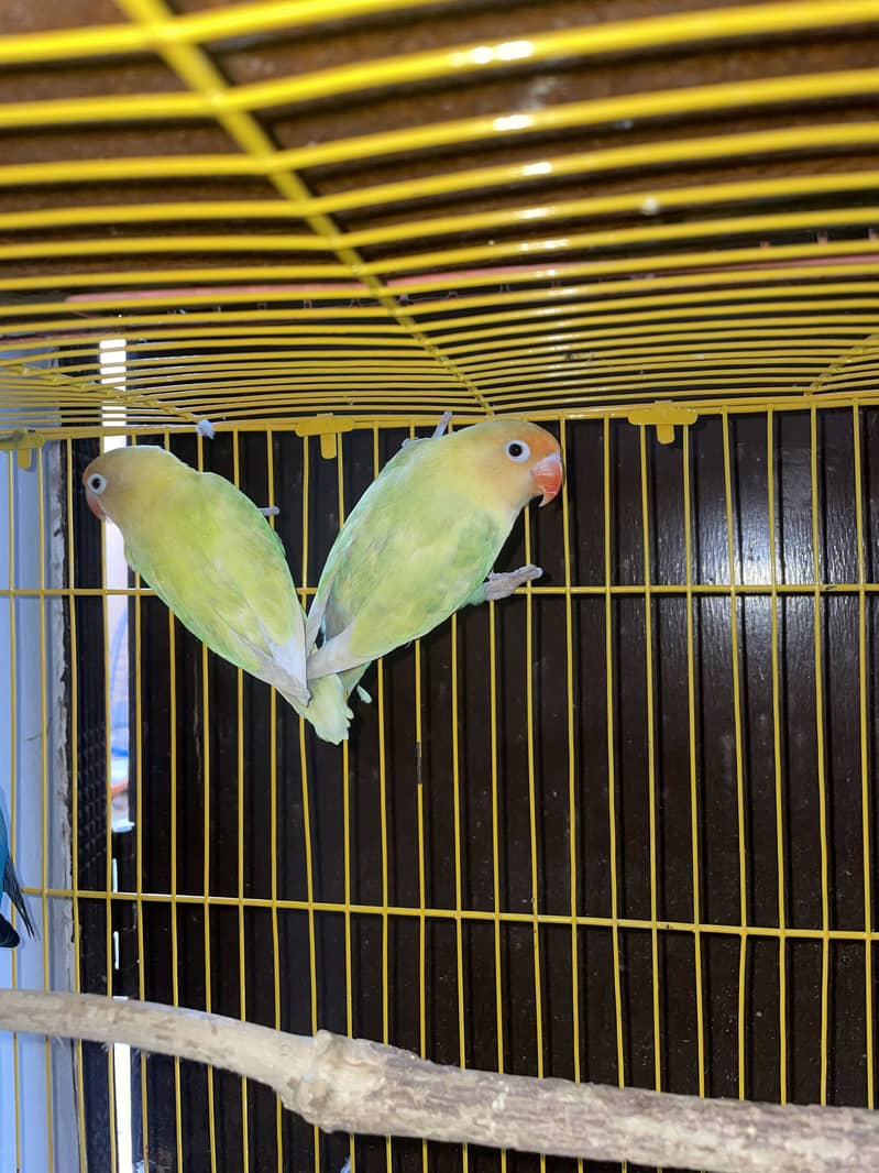 Breeder Pair 1