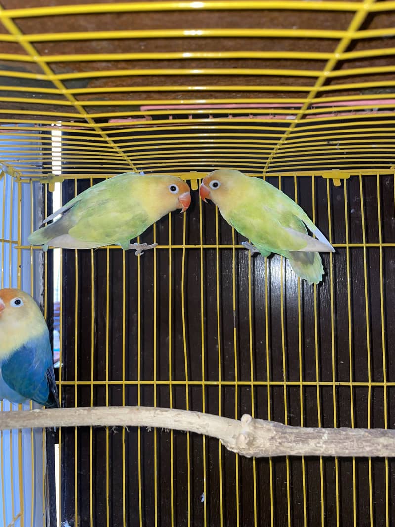 Breeder Pair 2