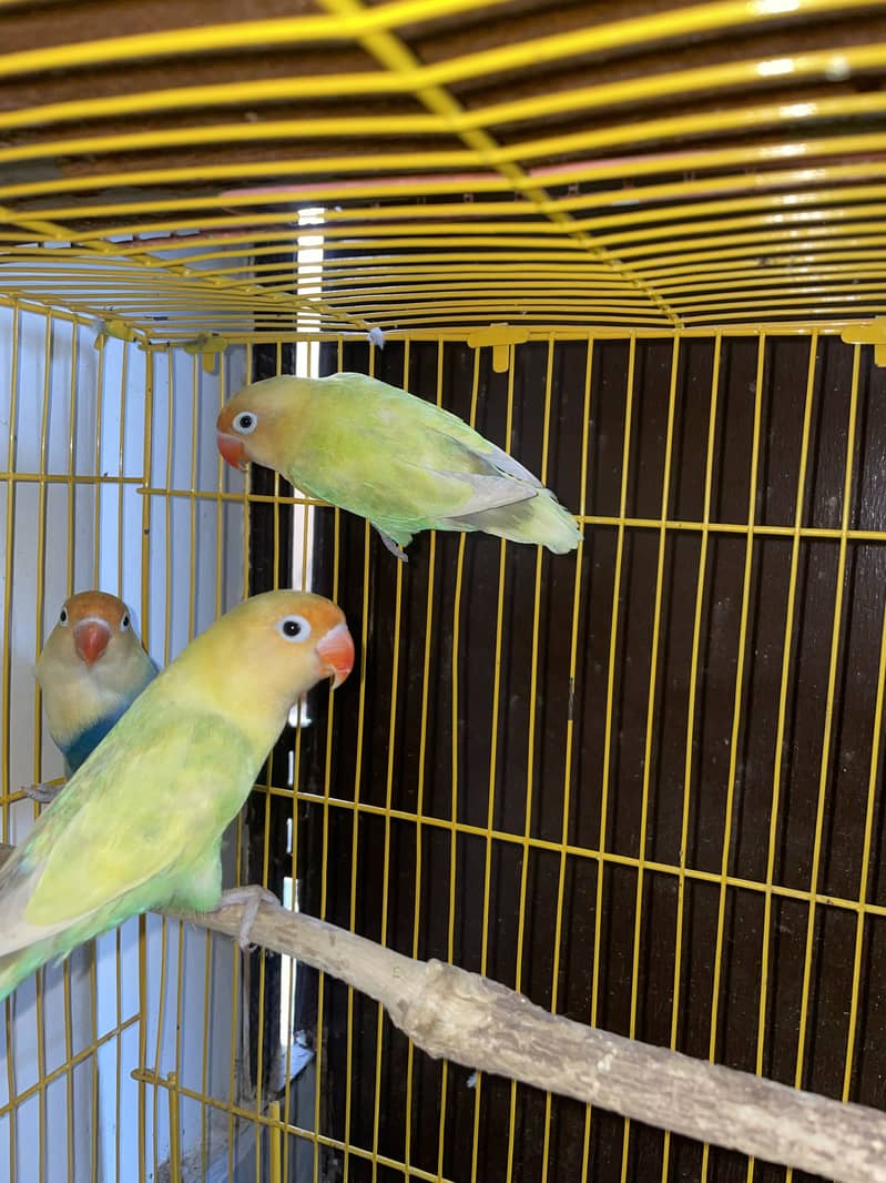 Breeder Pair 3