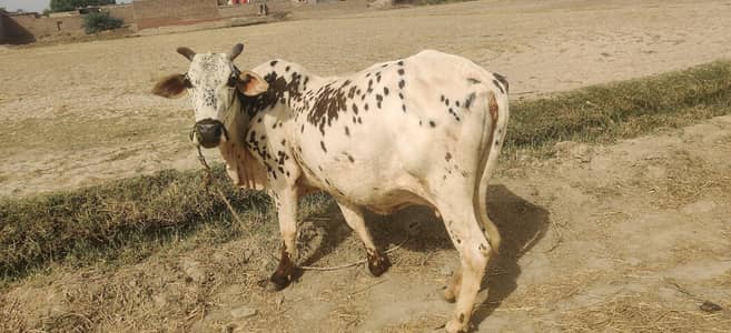 beautiful cow qurbani pe Lago hai