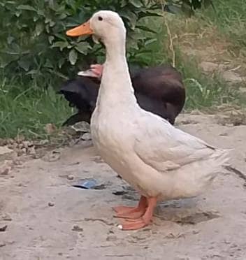 mosquee breeder