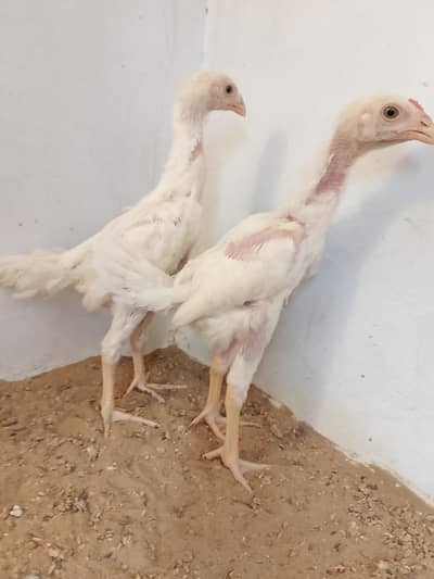 German King Shamo Chicks