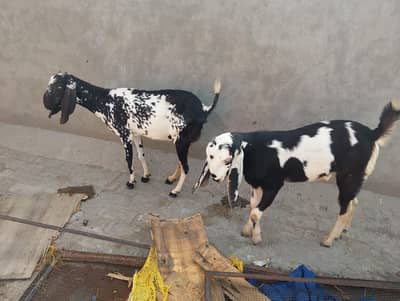 bakra bakri doodh wali