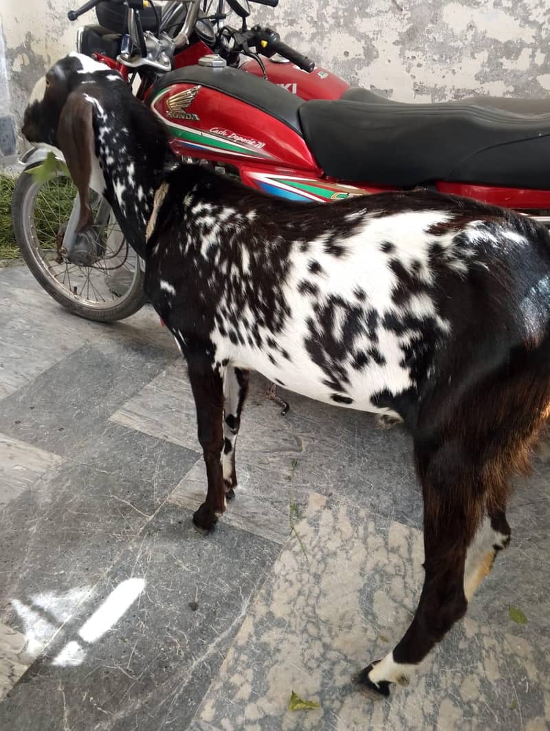 دیسی بکرا قربانی کے لیے 2