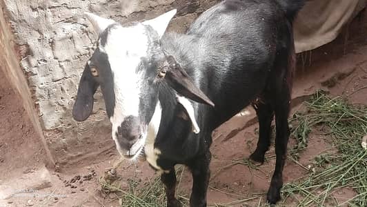 Qurabni k lye Bakra for sale