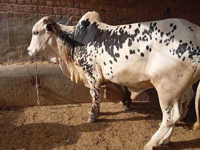 Qurbani Bulls | Cows |Qurbani Janwar | Bal Cattle Farm | Bachra 2 dan