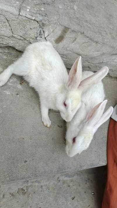 RABBITS Red Eyes Pure White Desi