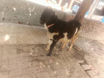 sheep for sale