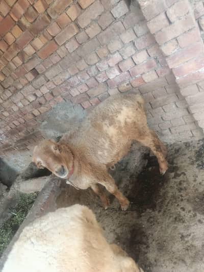 sheep for sale