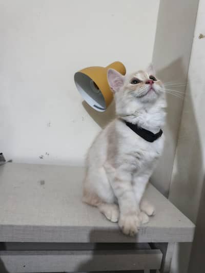  Beautiful Semi-Punch Persian Kitten For Sale 