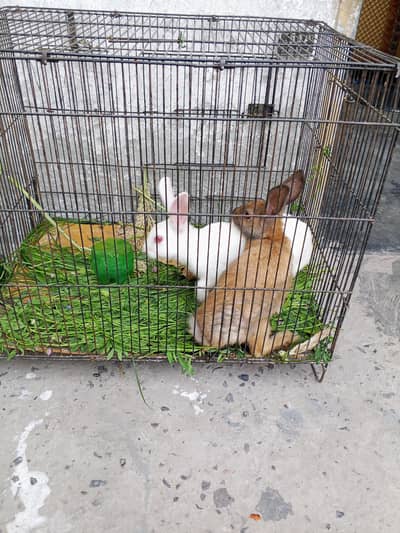 Cute rabbit male female not confirm 5 months age