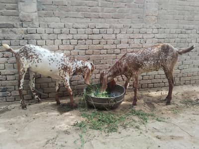  قربانی کے خوبصورت اور صحت مند بکرے فروخت کے لیے دستیاب 