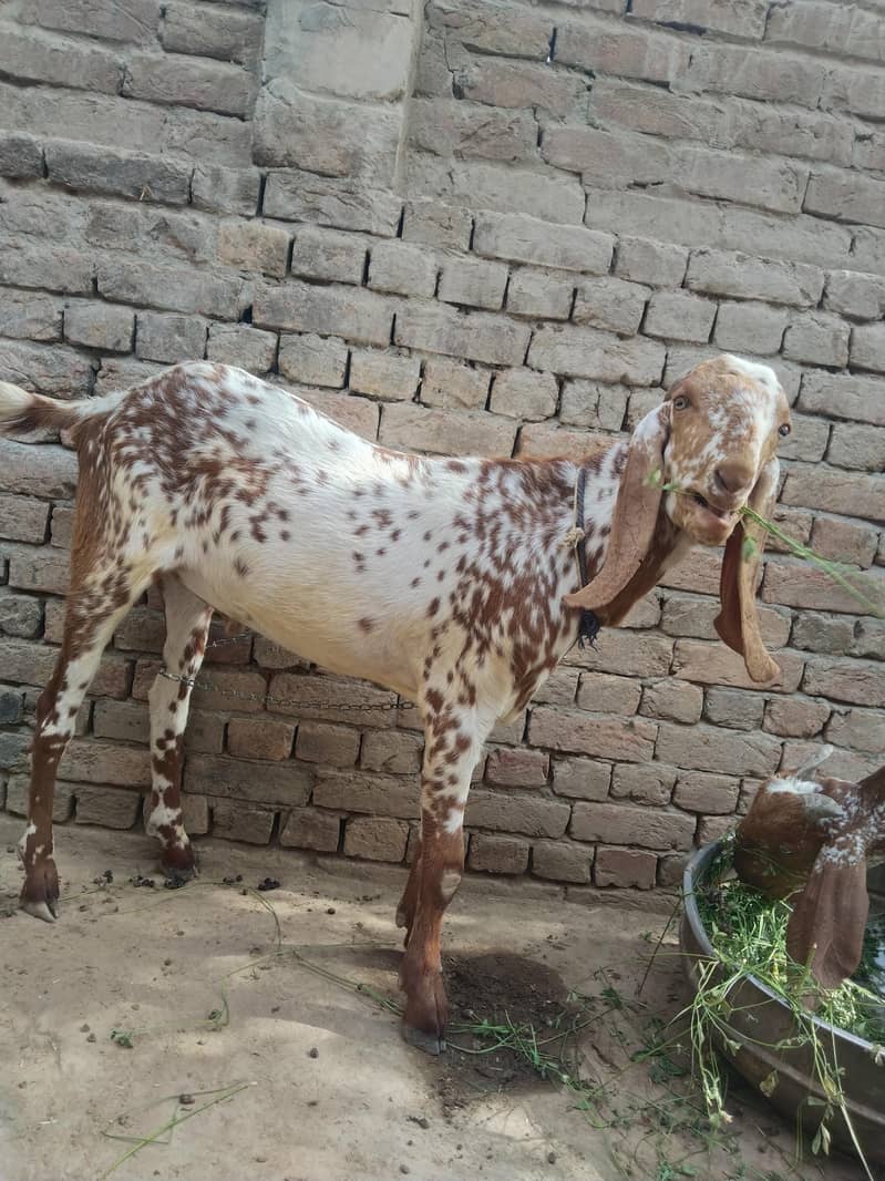  قربانی کے خوبصورت اور صحت مند بکرے فروخت کے لیے دستیاب  1