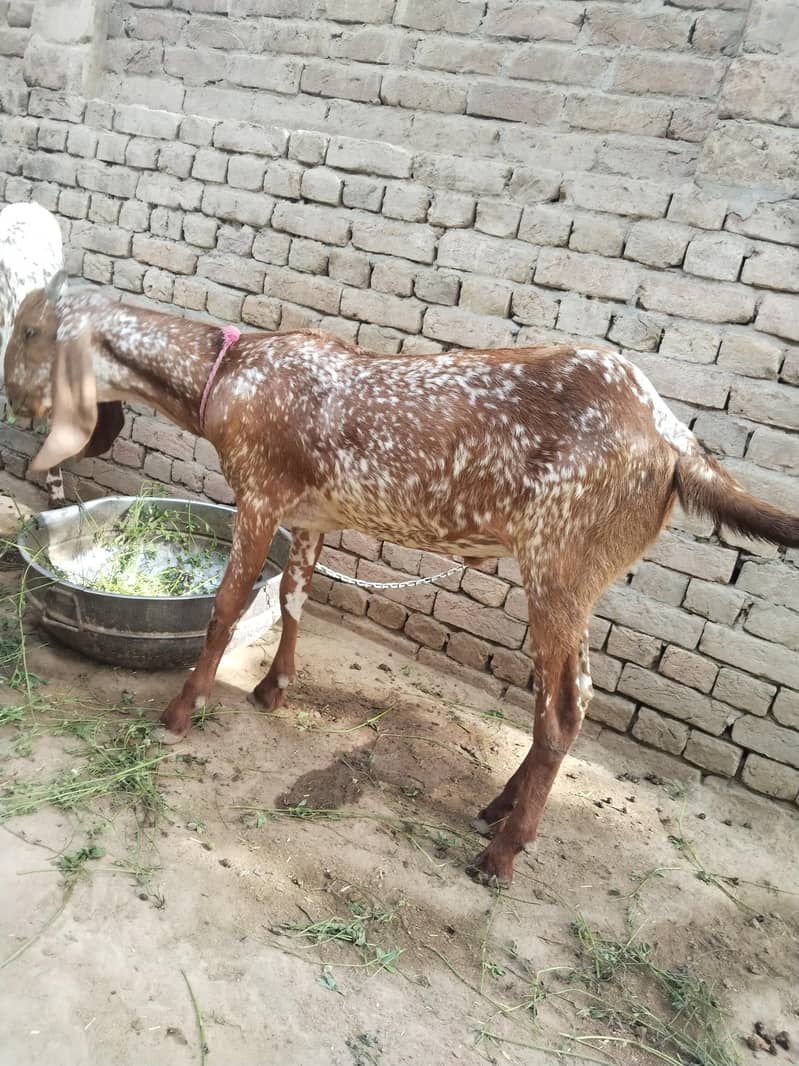 قربانی کے خوبصورت اور صحت مند بکرے فروخت کے لیے دستیاب  2