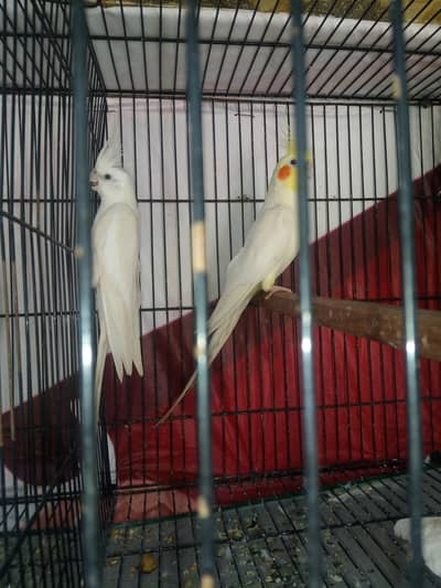 Cockatiel breeder pairs with cage