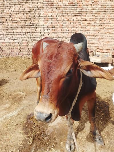 beautiful bull
