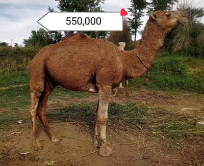 QURBANI CAMELS / CAMMELS/ QURBANI KAY ONTH/