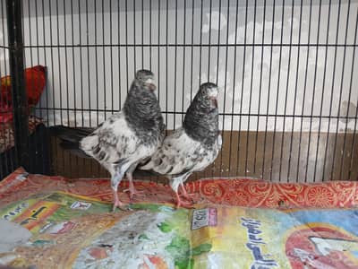 teddy 35 waly kamagar  or golden  pair for sale