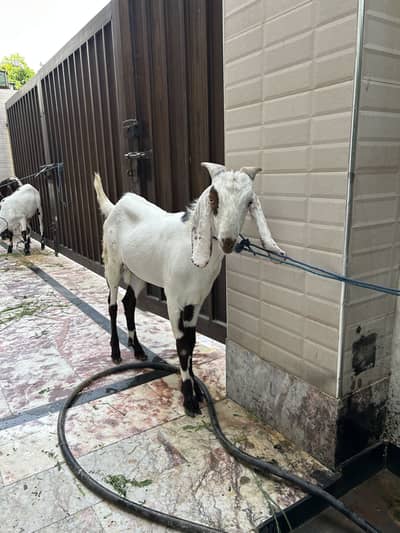 Bakra for qurbani