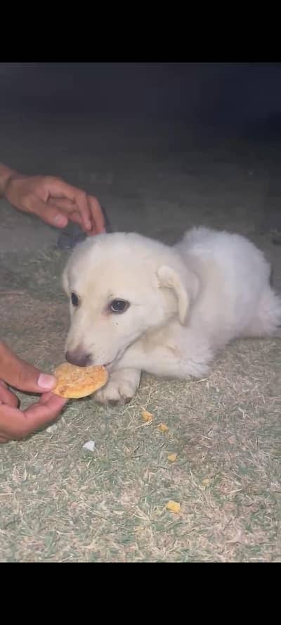 Labra dog