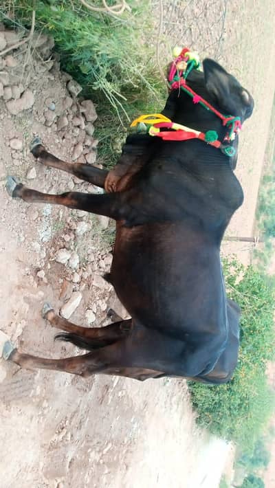 Animal bull